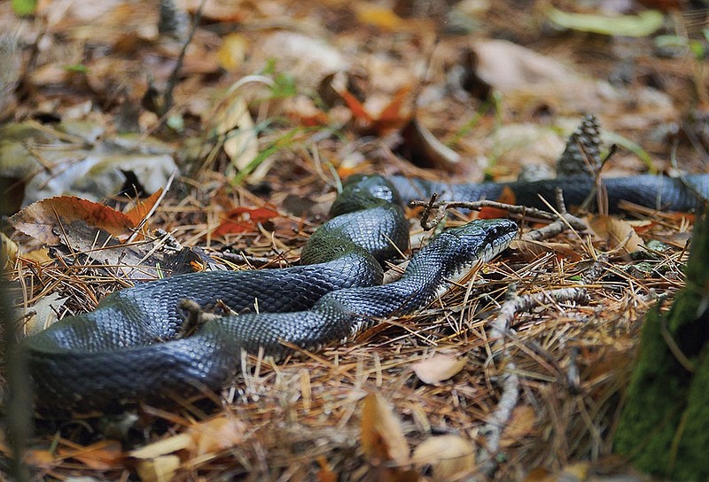 House of Slitherin'