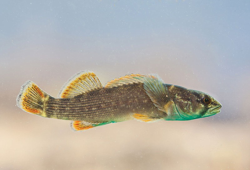 The Fish that Saved a River