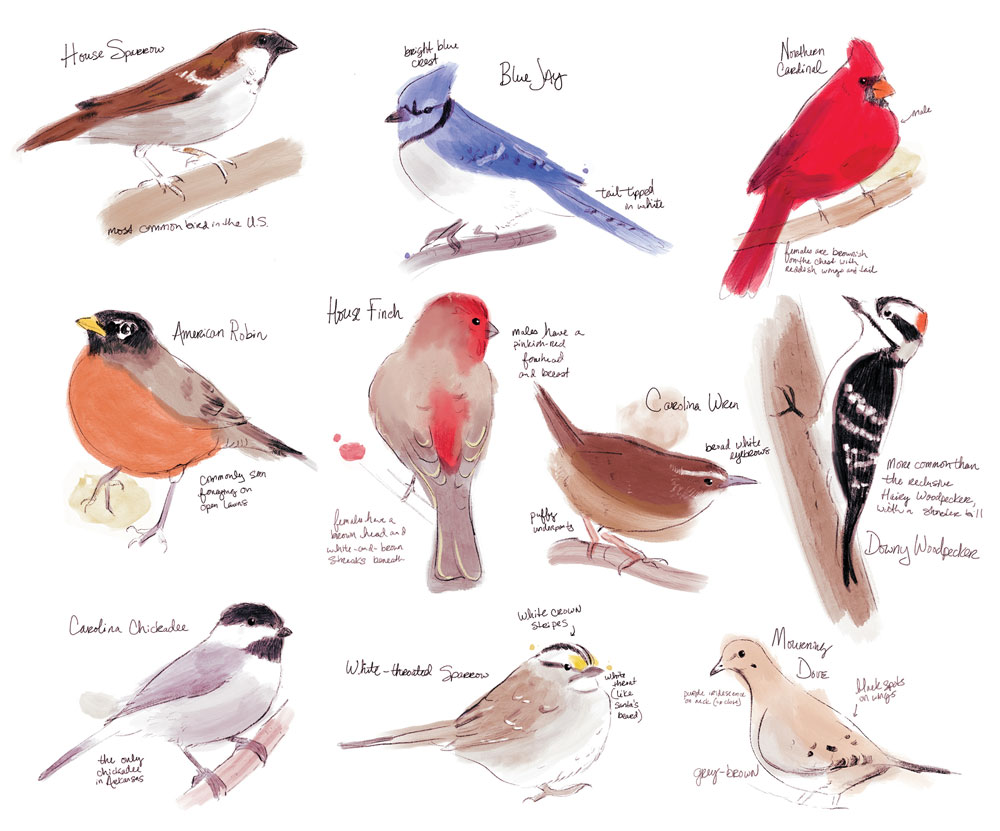 Have A Good Eye For Spotting Birds Time To Put It To Use