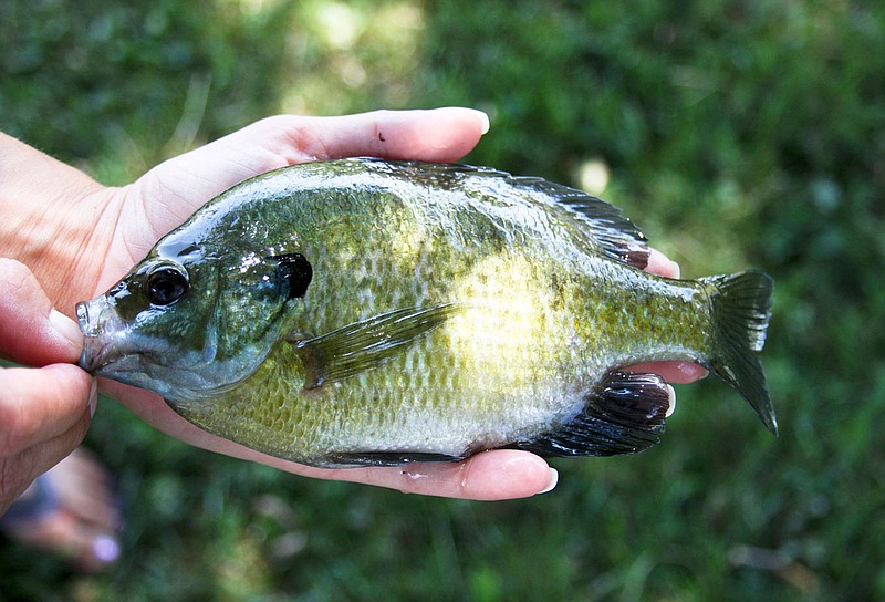 Ask An Outdoorsman: How Do I Land A Panfish?  The Arkansas  Democrat-Gazette - Arkansas' Best News Source