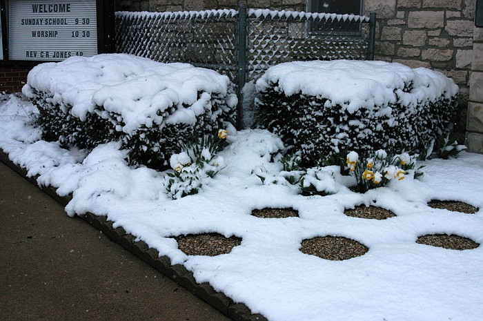 In this March 26, 2011 photo, a few very cold daffodils peek through about three inches of snow.