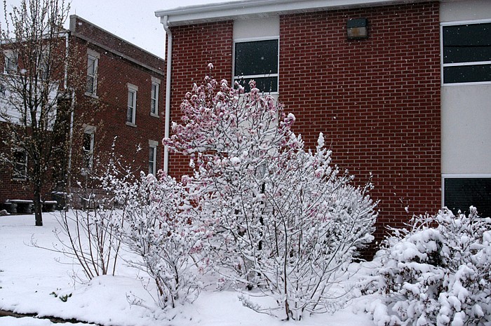 The bright flowers on this magnolia are blanketed with a layer of snow.