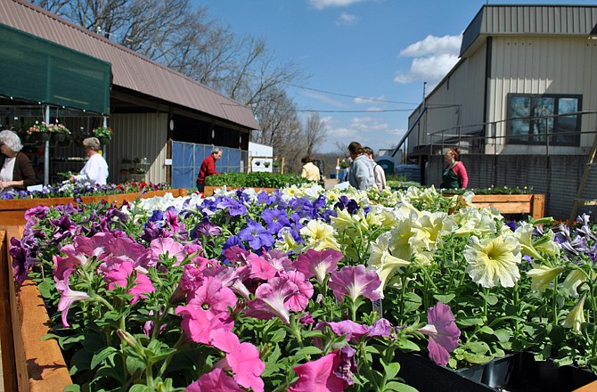 Shown in this April 1, 2011 photo, more than 70,000 flowers, plants and native Missouri flora, including these petunias, are available for guests to Gifted Gardens, a venture that is part of Camden County sheltered workshop business, Lake Area Industries, in Camdenton, Mo. 