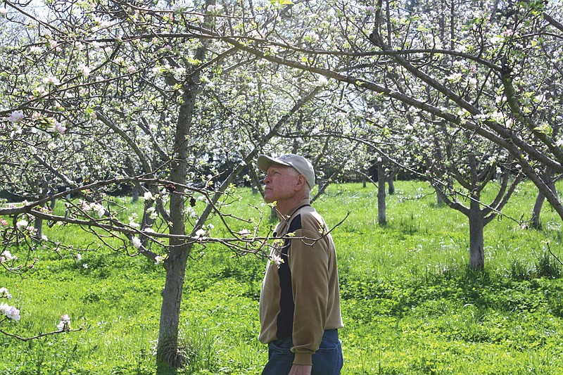 Leemer Cernohlav walks through his orchard on Monday. He planted his apple trees in 1988 and harvests the fruit every fall.