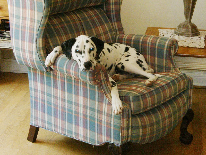 Spuds takes a break from his busy schedule as Fulton's canine mayor. The Callaway County Humane Society once again is sponsoring a Fulton Canine Mayor election.                