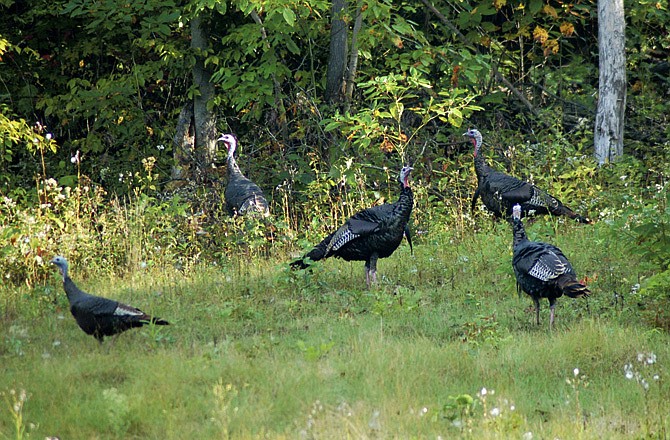 Missouri's spring turkey harvest was down this year. 