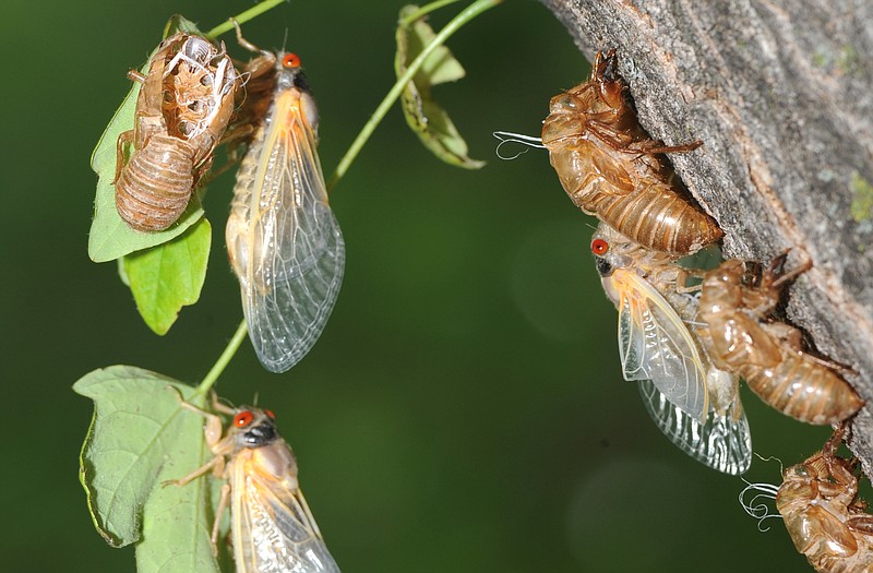 Two hard maple trees in a Jefferson City yard offer the perfect spot for cicadas to leave their exoskeletons and, later, their eggs. These 13-year cicadas (Brood XIX) appeared in May and June of 2011, including at this residence on Scenic Drive. Cicadas on a 17-year cycle (Brood X) will appear in 2021 in the eastern United States.