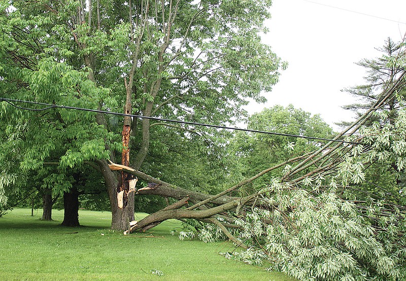 A tree sustains wind damage Wednesday afternoon during tornado warnings across Callaway County. The tree downed a power line at 505 Route Z but repairmen were quickly on the scene to fix it after the warnings lifted.