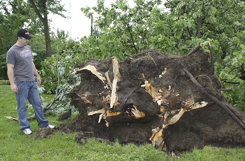 Joey Potter, 709 State Road C, just south of Fulton checks one of two uprooted big trees in his front yard that occurred during a 2 a.m. Wednesday storm. Another big tree was uprooted in his back yard, crushing a shed, and another downed tree fell over a horse trailer and car.