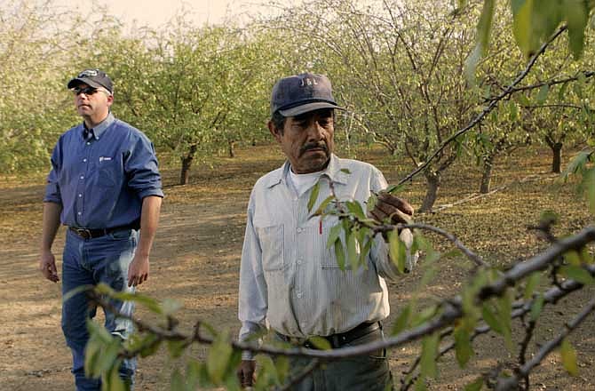 In this Dec. 10, 2008, file photo, Shawn Coburn, a farmer who grows thousands of acres of almonds on the west side of Central California's Fresno County, and his foreman, Juan Guadian, right, inspect an almond orchard in Mendota, Calif. Coburn, who is politically active, said the mandatory E-Verify plan, which would require all American businesses to confirm their employees are legally entitled to work in the U.S., would be disastrous. 