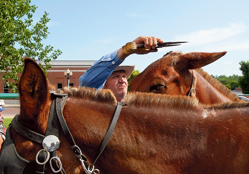 A mule owner trims the mane of his mule prior to the annual Mule Auction at the Fulton Street Fair.