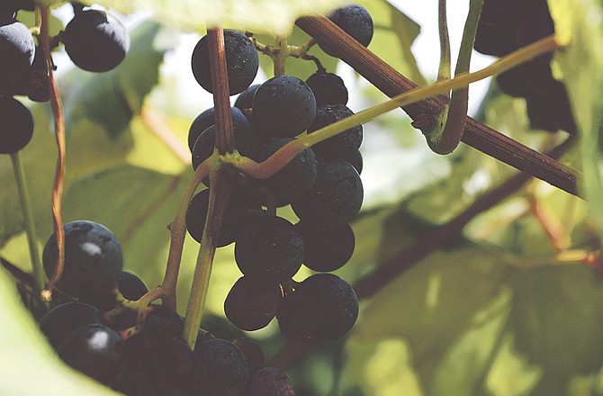 Norton Grapes are the official grape of Missouri. 