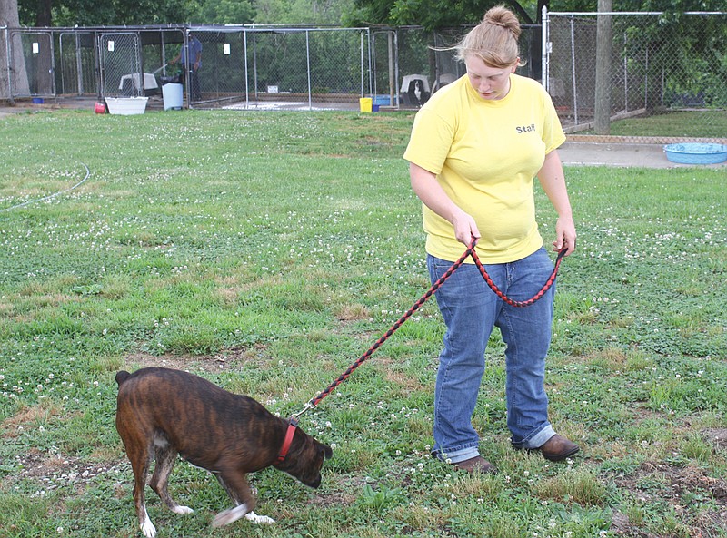 Amanda Hartzell, shelter attendant, takes a boxer-mix outside for some exercise on Monday at Garrett, the city's animal shelter. During tonight's council meeting, the city's dog committee will present some recommendations to Fulton City Council for amending the animal control ordinance.