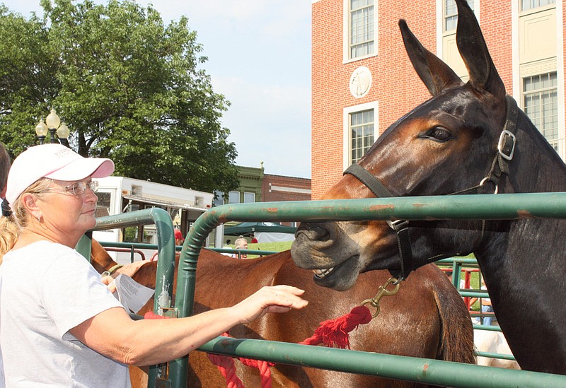 Marsha Coleman of Millersburg, who raises mules, shows off one of three mules she brought to the Fulton Street Fair to be auctioned.