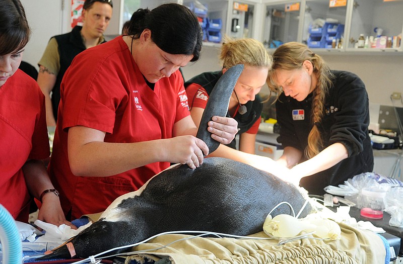 An Emperor penguin that came ashore at Pekapeka beach is treated by vet staff Friday at a zoo in Wellington, New Zealand. 