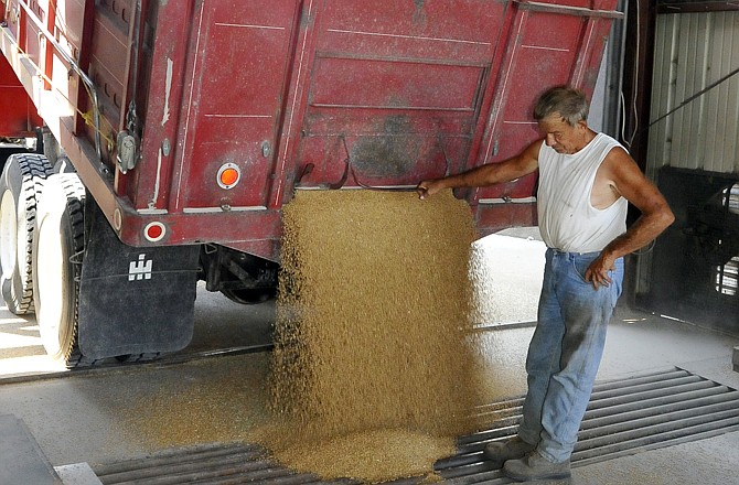 Gary Hanes unloads some wheat at Smart Bros. Farms in Tebbetts.