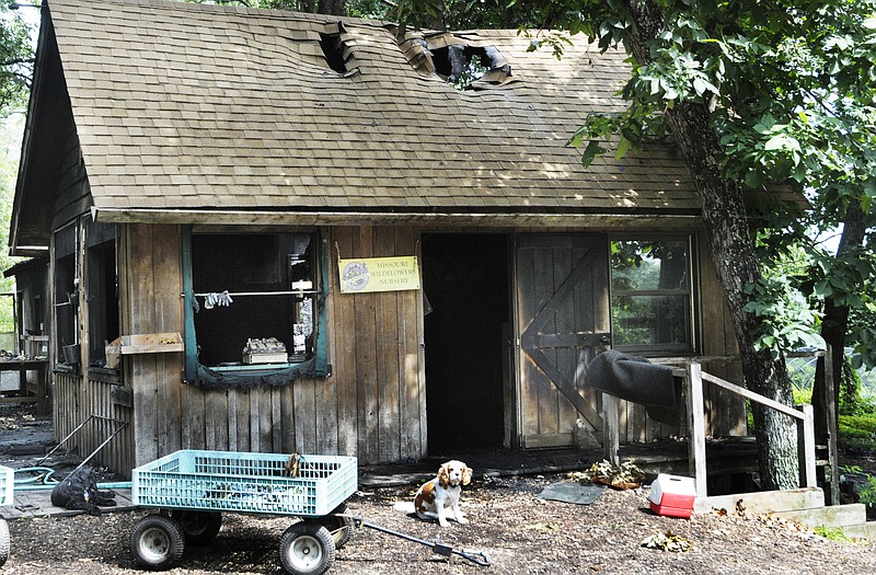 Merv Wallace's dogs, Willie, between carts, and Runner, sit at the porch of what's left of the retail sales and business office at Missouri Wildflowers Nursery in Brazito. Much of the building was destroyed after lightning ignited a fire in the structure.  