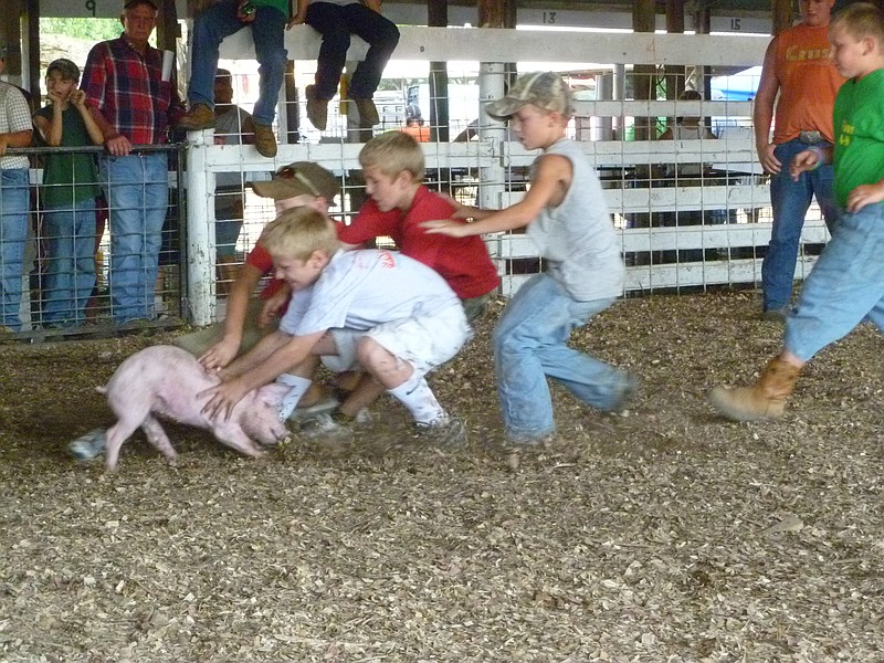 Children race to capture a pig during a greased pig race Thursday, July 21, 2011, at the Miller County Fair.