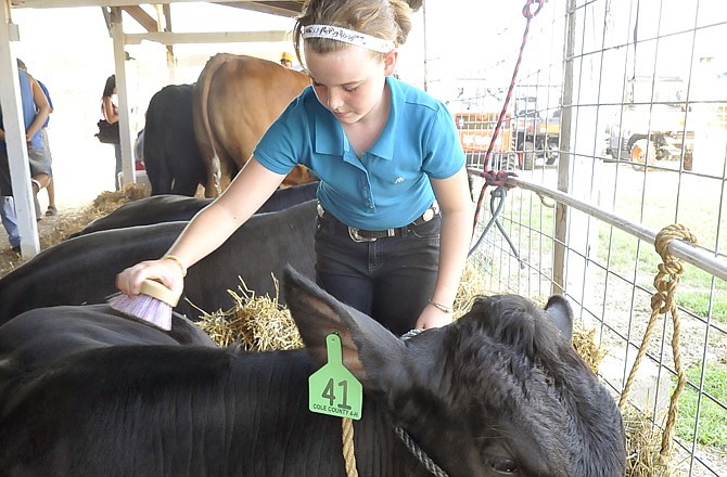 Adeline Thessen, Taos, brushes her steer prior to its sale in the livestock auction on Wednesday at the Cole County Fair.