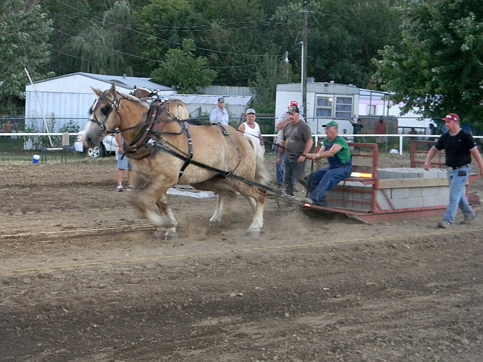 David White, Clark, and his team "Rock" and "Charlie" fully pulled their weight of 3500 pounds plus an additional 2000 pounds during the second run of the Draft Horse Pull held at the Moniteau County Fair Wednesday, Aug. 3, in Sappington Arena.