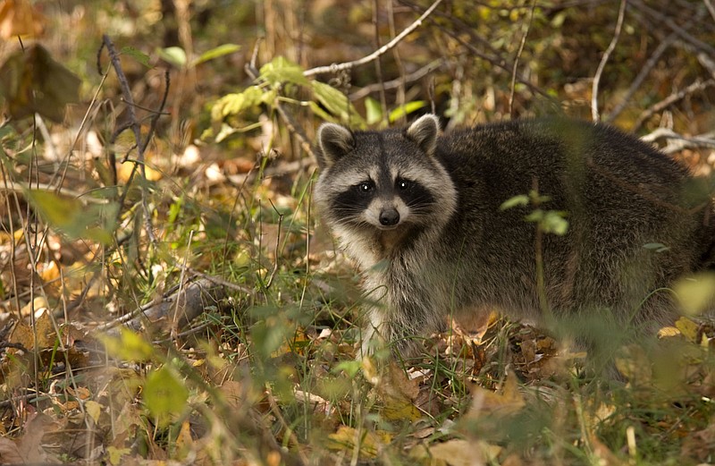 This undated photo courtesy of USDA APHIS/R. Anson Eaglin shows a raccoon in Anne Arundel County, Md. In the United States, most rabies cases before 1960 were in domestic animals, but today more than 90 percent of all animal cases reported annually to the U.S. Centers for Disease Control occur in wildlife, most frequently in raccoons, bats, skunks and foxes.