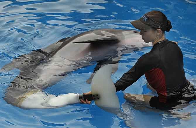 In this Aug. 31, photo, Clearwater Marine Aquarium senior marine mammal trainer Abby Stone works with Winter the dolphin Wednesday, Aug. 31, 2011, in Clearwater, Fla. Winter plays herself in "Dolphin Tale," a family-friendly 3-D movie starring Harry Connick Jr., Morgan Freeman, Ashley Judd and Kris Kristofferson, opening Sept. 23.