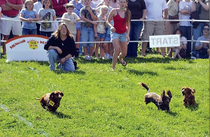 Dachshunds young and old will battle it out Saturday in a competition to find the fastest wiener in Jefferson City. Before the races begin, spectators will be treated to a costume contest. The contest and races begin at 2 p.m. with Mayor Eric Streumph as the emcee. (File photo)