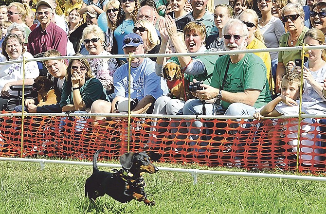 Abby, 2, a long-haired mini dachshund watches the derby from the stands as her owner Valerie Henderson cheers one of the contestants Saturday afternoon, at the Old Munichburg Oktoberfest in Jefferson City.