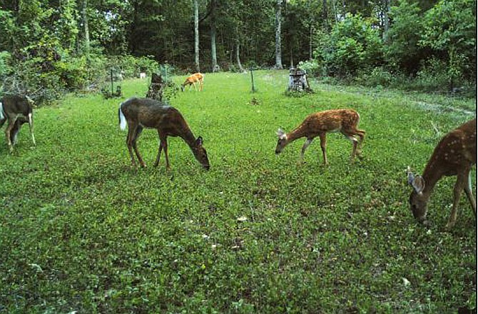 Deer are shown in a picture taken with a trail camera that was set up to monitor a food plot on a hunting property. The area was cleared to be able to plant a food plot there. 
