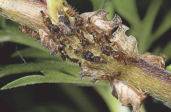 In this undated photo, Nylanderia pubens (ants) tend to membracid (treehopper) nymphs in the wild in Starkville, Miss. Hairy crazy ants are on the move in Florida, Texas, Mississippi and Louisiana. The flea-sized critters are called crazy because each ant in the horde seems to scramble randomly. (AP Photo/Mississippi State Entomological Museum, Blake Layton)