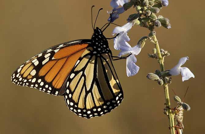 In this Sept. 22, 2011 photo, a Monarch butterfly feeds on Blue Sage at the Tallgrass Prairie National Preserve near Strong City, Kan. 