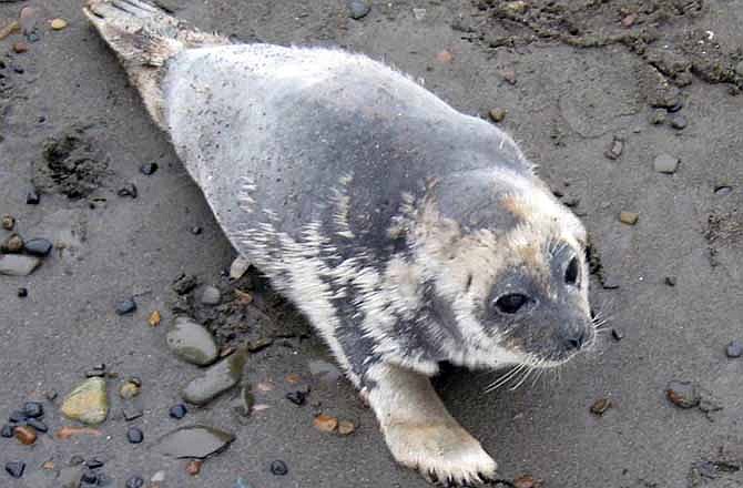 This Sept. 2011 image provided by the North Slope Borough shows a ringed seal displaying significant hair loss on the Artic Ocean coast near Barrow, Alaska. An unknown disease is killing or weakening ringed seals along Alaska's north coast. Ringed seals, the main prey of polar bears, and a species that rarely comes ashore, in late July began showing up on the Beaufort Sea coast outside Barrow with lesions on hind flippers and inside their mouths, along with patchy hair loss and skin irritation around the nose and eyes.