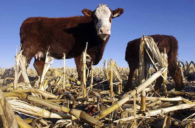 In this March 4, 2011, file photo cattle graze in a corn field on the farm of Dean Dimond near Jerome, Idaho. Livestock farmers are demanding a change in the nation's ethanol policy, claiming current rules could lead to spikes in meat prices and even shortages at supermarkets if corn growers have a bad year. 