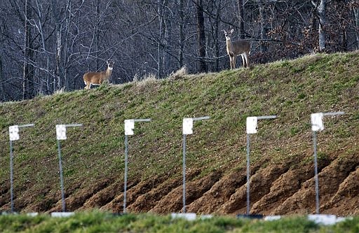 Deer roam atop a berm surrounding the shooting range at the FBI Academy in Quantico, Va., Monday, Dec. 19, 2011. The 547-acre FBI Academy, where some of the nation's best marksmen fire off more than 1 million bullets every month, happens to be one of the safest places for deer during hunting season.