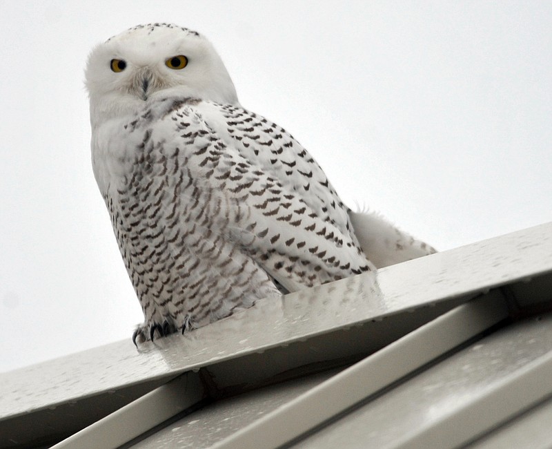 A snowy owl perches on the roof of the North Beach Oasis on the Lake Michigan shoreline in December in Racine, Wis. An Arctic owl species whose popularity received a boost from the "Harry Potter" movies is making an abundant and deeper push into the United States this winter.