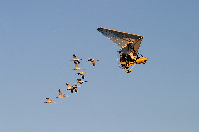 Operation Migration co-founder Joe Duff is followed by juvenile Whooping cranes in 2006 along a new migration route in Green County, Wis. Federal aviation officials will allow conservationists to lead 9 young whooping cranes to their winter home in Florida using an ultralight aircraft that the cranes apparently think is a mother bird.