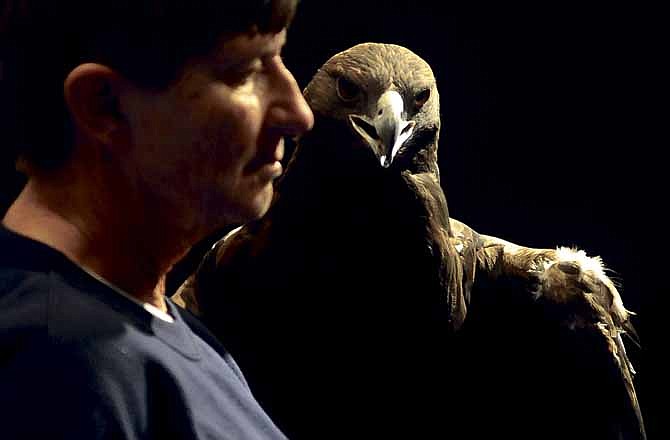 
Aquila, a rehabilitated golden eagle keeps an eye on his handler, Dickerson Park Zoo docent Sue Schuble during Saturday's Eagle Adventure presentation at Runge Nature Center in Jefferson City.