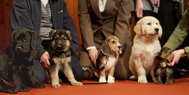 Puppies representing the top five breeds according to the American Kennel Club are lined up Tuesday in order at AKC headquarters in New York. From left are the Labrador retriever, German shepherd, beagle, golden retriever and Yorkshire terrier. 