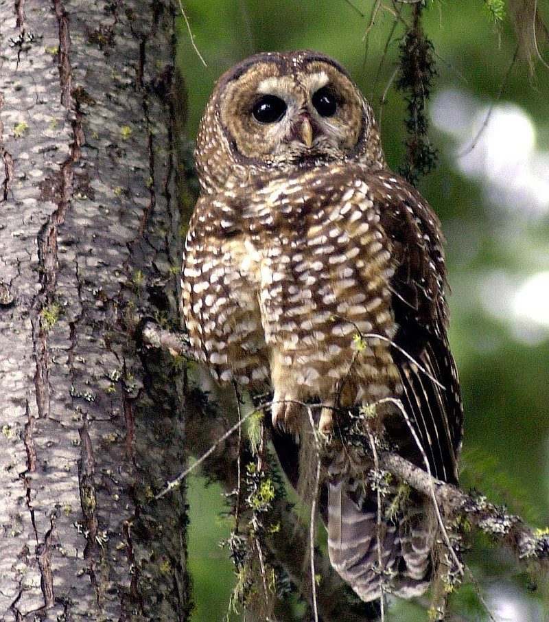 A northern spotted owl sits on a tree in the Deschutes National Forest near Camp Sherman, Ore., in May 2003. To save the endangered spotted owl, the Obama administration is moving forward with a plan to shoot barred owls, a rival bird.