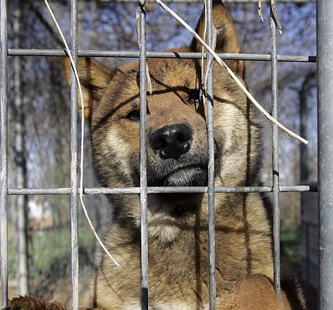 A dog looks out of it cage at the now closed Magic Theater Kennel in Ava. A 2010 initiative to toughen oversight of dog breeders has pointed to a divide between farmers and animal rights activists.