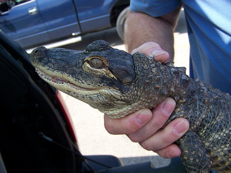 Steve Brown, president of theÂ St. Louis Herpetological Society, holds a young alligator Thursday in Cape Girardeau. The alligator is one of around 50 allegedly sold by a man passing through southeast Missouri about 14 months ago, when the animals were roughly the size of a pencil.