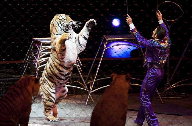 This January 2012 photo provided by Feld Entertainment, producers of Ringling Bros. and Barnum & Bailey, shows big cat trainer Alexander Lacey presenting tigers during Ringling Bros. "Dragons" show launched in Tampa, Fla. The circus' big cats "have an opportunity to eat, sleep and reproduce in an environment that is stimulating for them," said Lacey, one of a number of Ringling performers who come from multi-generational circus backgrounds. The key, he said, is to make sure that the lions and tigers' days are interesting for the time they are awake; they typically sleep 18 to 20 hours a day. 