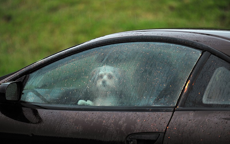
Ellie Mae, a bichon frise and pomeranian mix, stands on her owner's lap as she waits to drop off a student Friday morning at Jefferson City High School. As a heavy rain was falling, Brittani Rodebaugh was waiting to get out of the car to run into the high school. 