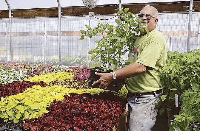 Dan Pawliczek carries tomato plants over the colorful coleus before him as Central Missouri Master Gardeners prepare for their upcoming sale at the Jefferson City Jaycees Fairground on Saturday.