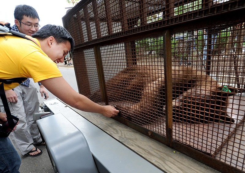 University of Colorado student Jasper Vue touches a tranquilized bear's foot after the bear was removed April 26 from the campus in Boulder, Colo. Authorities say the bear, which was widely viewed in photos as it fell from a tree, has been killed by a car. 