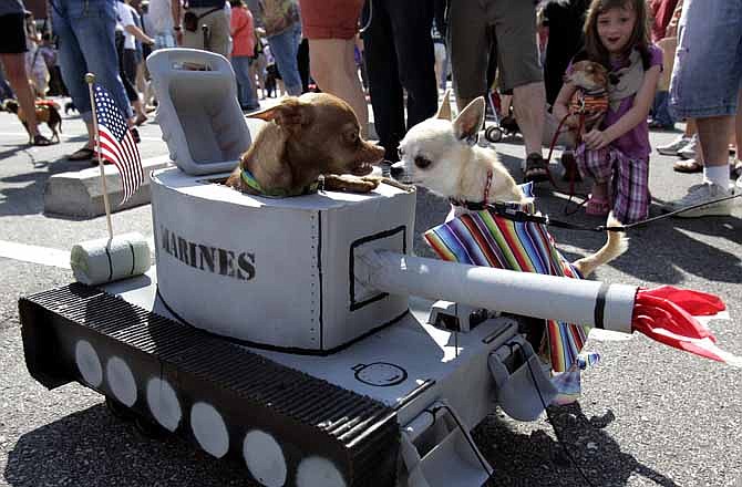 Cody Crawford created a tank for his Chihuahua, Dexter, left, as Willy, a three-year-old Chihuahua takes a closer look, Saturday, May 5, 2012 in Kansas City, Mo. Hundreds of tiny dogs dressed up for the inaugural Cinco de Mayo Chihuahua parade. (AP Photo/The Kansas City Star, Jim Barcus)