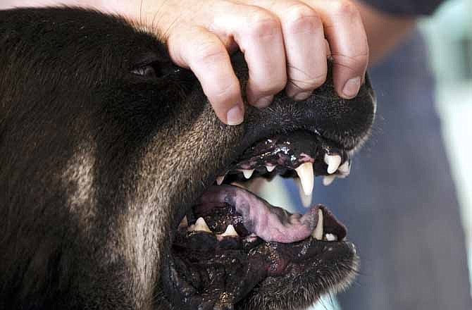 Eleasha Gall, director of behavior and training at spcaLA (Society for the Prevention of Cruelty to Animals Los Angeles), reveals the teeth of Roosevelt, a Rottweiler-Husky mix, as she demonstrates how to avoid dog bites at the spcaLA P.D. Pitchford Companion Animal Village and Education Center in Long Beach, Calif., on Wednesday, May 16, 2012.