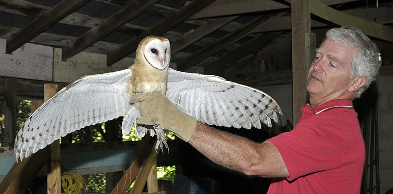 olds up a barn owl after taking it from its crate and preparing to let it fly loose in a barn in Folk. Jeanne Sinquefield contacted the agency and agreed to house four of the birds of prey in the family's old barn on their Osage County property. She wants to help re-establish the owl in the area, so she will be feeding the birds mice for the next week or so until they are let out of the barn to hunt on their own.