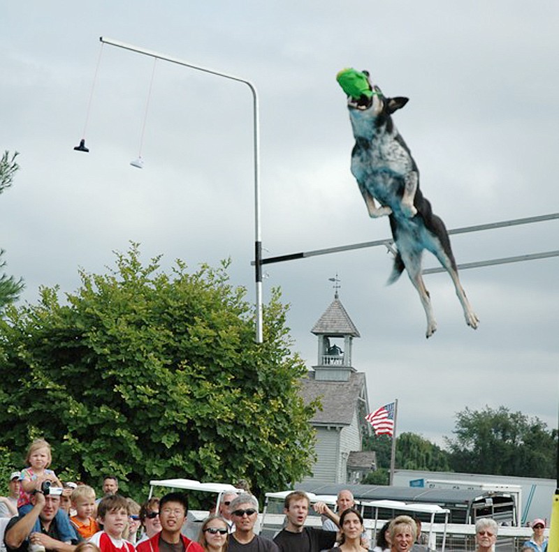 A Marvelous Mutt jumps high during a performance.