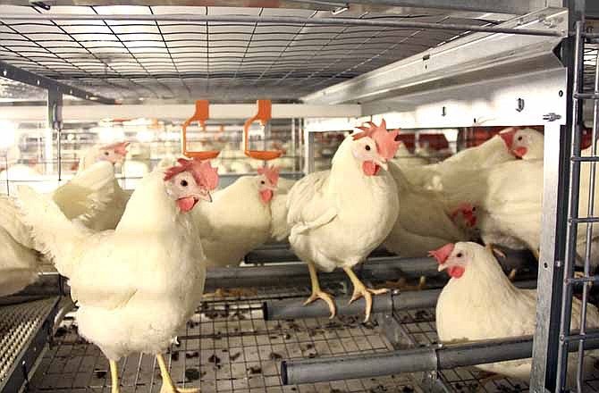 In this 2011 photo provided by Jill Benson, chickens stand in California's only enriched colony system that gives them a darkened area for nesting at the JS West farm in Atwater, Calif. The animal welfare group that gave laying hens more room in California is working to increase cage sizes nationally with an unlikely ally - the biggest opponent to the state's successful 2008 voter initiative regulating the conditions for egg production.